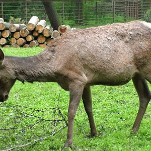 Siberian Wapiti hind at Ostrava, 29/05/10