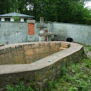 Asian Black Bear exhibit at Ostrava, 29/05/10