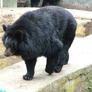 Asian Black Bear at Ostrava, 29/05/10