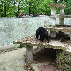 Asian Black Bear exhibit at Ostrava, 29/05/10