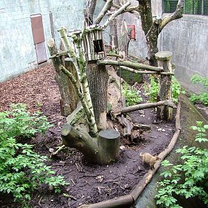Coati exhibit at Ostrava, 29/05/10
