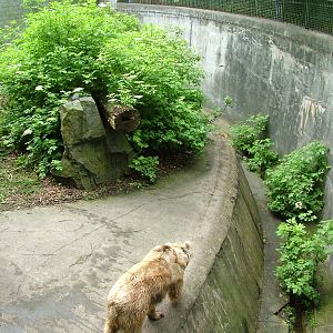 Syrian Brown Bear exhibit at Ostrava, 29/05/10