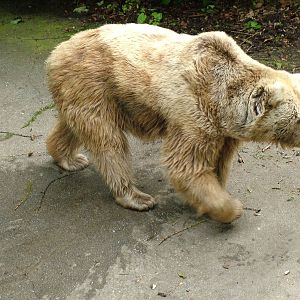 Syrian Brown Bear at Ostrava, 29/05/10