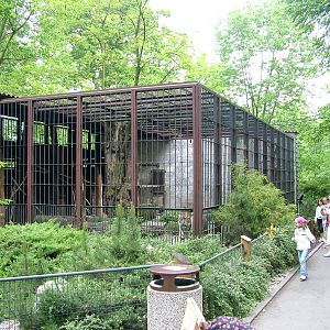 Amur Tiger exhibit at Ostrava, 29/05/10