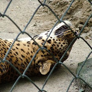 Sri Lankan Leopard at Ostrava, 29/05/10