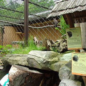 Eagle and Porcupine mixed exhibit at Ostrava, 29/05/10