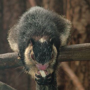 Grizzled Giant Squirrel at Ostrava, 29/05/10