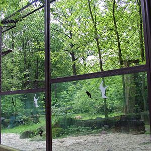 Asian Lion paddock at Ostrava, 29/05/10