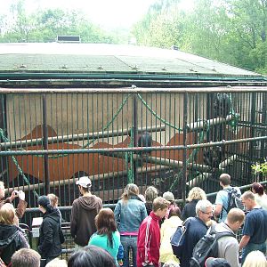 Chimp cages at Ostrava, 29/05/10