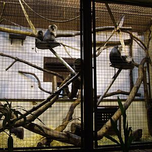 Primate House at Ostrava, 29/05/10