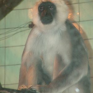 Terai Grey Langur at Ostrava, 29/05/10