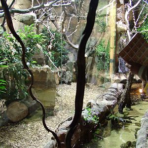 Cotton-topped Tamarin indoor exhibit at Ostrava, 29/05/10