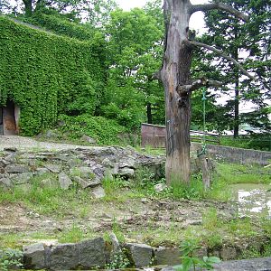 Hippo paddock at Ostrava, 29/05/10