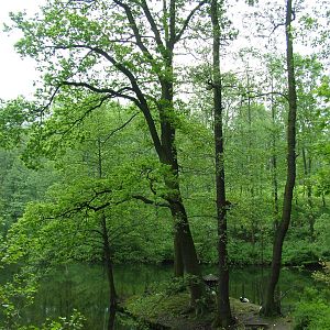 Ruffed Lemur island at Ostrava, 29/05/10