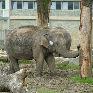 Asian Elephant at Ostrava, 29/05/10