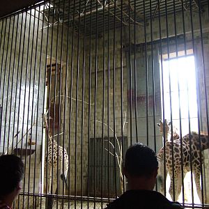 Indoor giraffe exhibit at Ostrava, 29/05/10