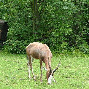 Blesbok at Ostrava, 29/05/10
