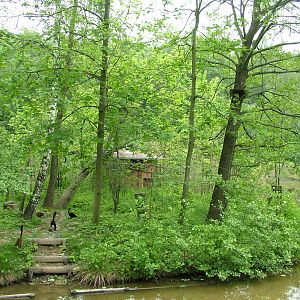 Lemur Island at Ostrava, 29/05/10