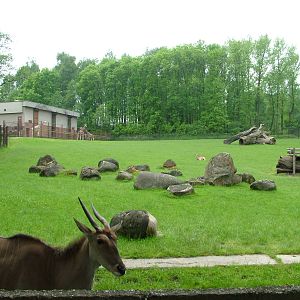 Mixed African exhibit at Ostrava, 29/05/10
