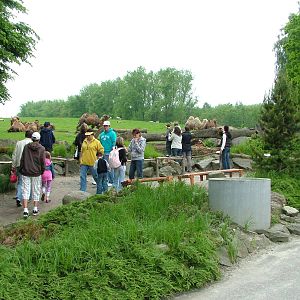 Camel viewing at Ostrava, 29/05/10