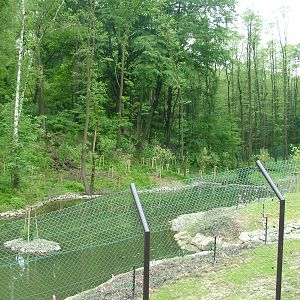 New Bear and Langur exhibit at Ostrava, 29/05/10