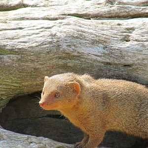 dwarf mongoose