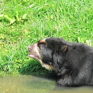 Spectacled Bear