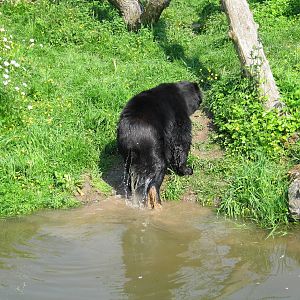 Spectacled Bear
