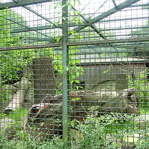 Clouded Leopard exhibit at Ostrava, 29/05/10