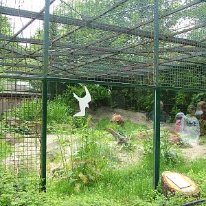 Caracal exhibit at Ostrava, 29/05/10
