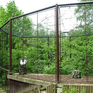 Condor and Caracara Aviary at Ostrava, 29/05/10