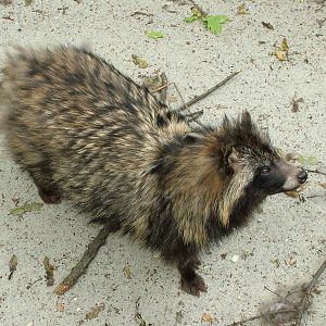 Raccoon Dog at Ostrava, 29/05/10