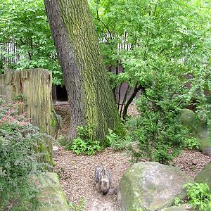 Raccoon Dog exhibit at Ostrava, 29/05/10
