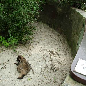 Raccoon Dog exhibit at Ostrava, 29/05/10