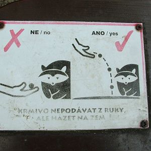 How to Feed a Raccoon Dog at Ostrava, 29/05/10