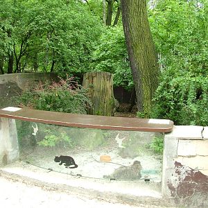 Raccoon Dog exhibit at Ostrava, 29/05/10