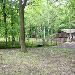 Deer exhibit at Ostrava, 29/05/10