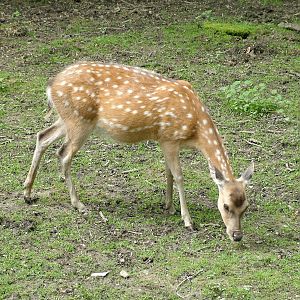 Vietnamese Sika at Ostrava, 29/05/10