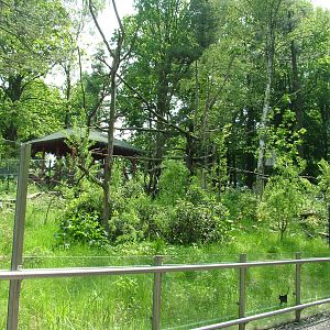 Red Panda exhibit at Ostrava, 29/05/10
