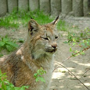 Canadian Lynx at Ostrava, 29/05/10
