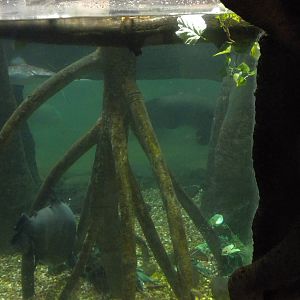 Tropical American Rainforest - aquarium