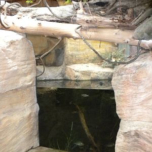 Tropical American Rainforest - anaconda