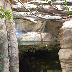 Tropical American Rainforest - aquarium