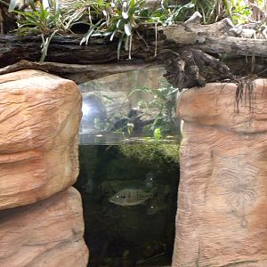 Tropical American Rainforest - aquarium