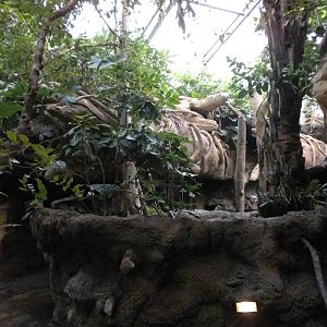 Tropical American Rainforest