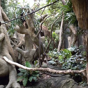 Tropical American Rainforest