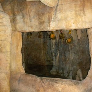 Tropical American Rainforest - Fruit Bats