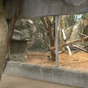 Tropical American Rainforest - Black Howler Monkeys