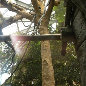 Tropical American Rainforest - Black Howler Monkeys