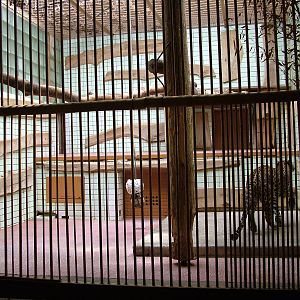 Part of the leopard indoor exhibit at Ostrava, 29/05/10